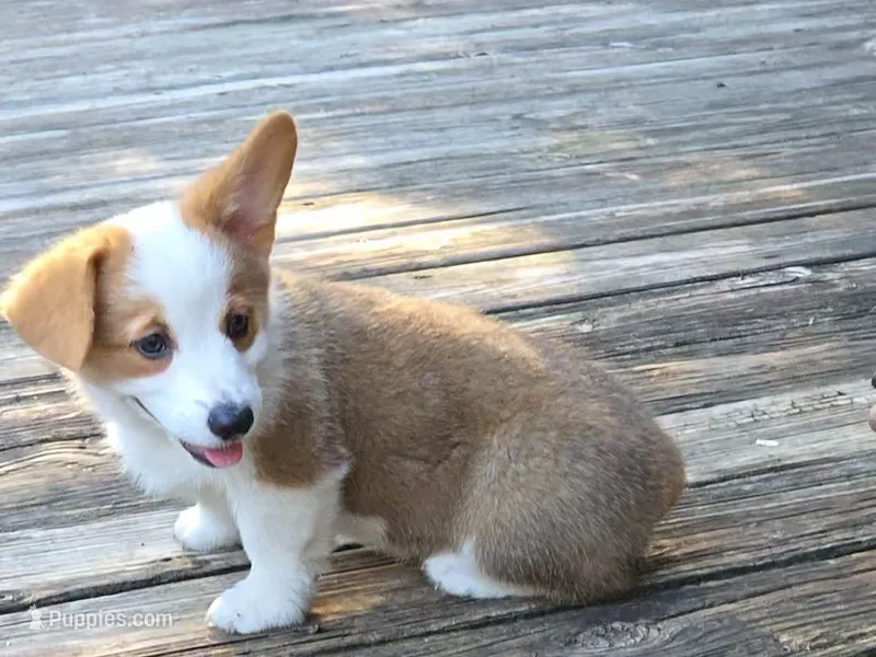 Pembroke Welsh Corgi Puppy 3 of 6 – Pembroke Welsh Corgi puppy for sale in Woodbridge, VA