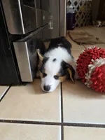 Bear - AKC/DNA Tested - Pembroke Welsh Corgi Puppy , a male Pembroke Welsh Corgi for sale in Woodbridge, VA – 6 of 10