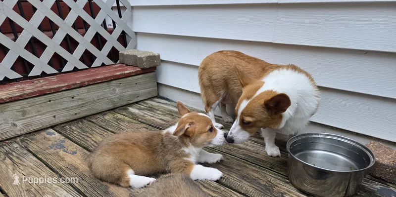 Pembroke Welsh Corgi Puppy 4 of 6 – Pembroke Welsh Corgi puppy for sale in Woodbridge, VA
