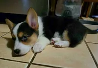 Pembroke Welsh Corgi Puppy 5 of 6, a female Pembroke Welsh Corgi for sale in Woodbridge, VA – 1 of 8