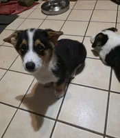 Pembroke Welsh Corgi Puppy 1 of 6, a male Pembroke Welsh Corgi for sale in Woodbridge, VA – 8 of 10