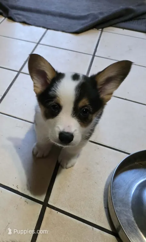 Pembroke Welsh Corgi Puppy 6 of 6 – Pembroke Welsh Corgi puppy for sale in Woodbridge, VA