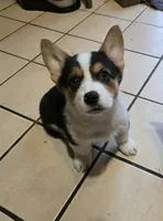 Pembroke Welsh Corgi Puppy 5 of 6, a female Pembroke Welsh Corgi for sale in Woodbridge, VA – 2 of 8