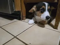 Pembroke Welsh Corgi Puppy 1 of 6, a male Pembroke Welsh Corgi for sale in Woodbridge, VA – 5 of 10