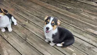 Pembroke Welsh Corgi Puppy 1 of 6, a male Pembroke Welsh Corgi for sale in Woodbridge, VA – 6 of 10