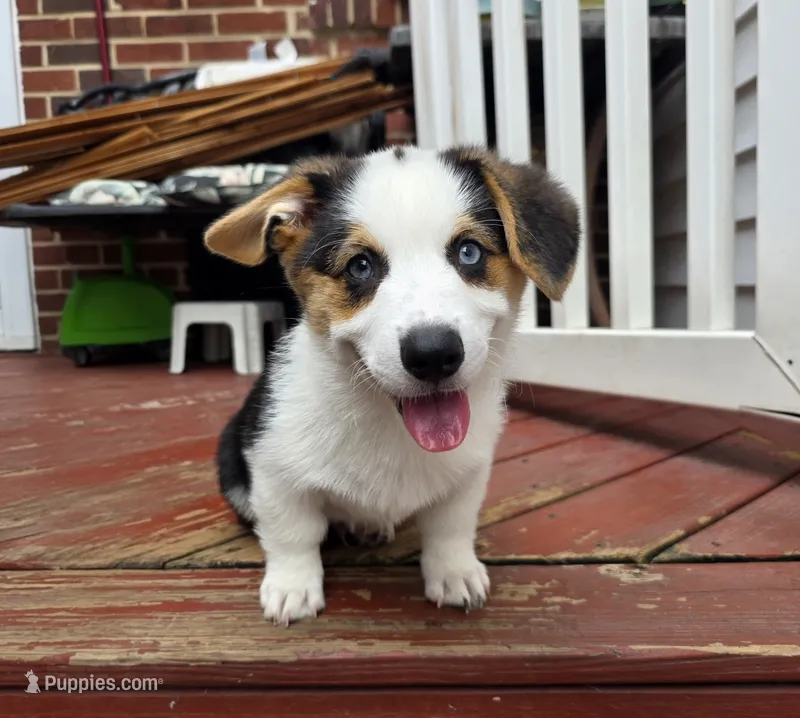Pembroke Welsh Corgi Puppy 2 of 6 – Pembroke Welsh Corgi puppy for sale in Woodbridge, VA