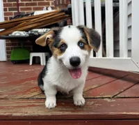 Bear - AKC/DNA Tested - Pembroke Welsh Corgi Puppy , a male Pembroke Welsh Corgi for sale in Woodbridge, VA – 8 of 10