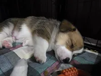 Pembroke Welsh Corgi Puppy 4 of 6, a male Pembroke Welsh Corgi for sale in Woodbridge, VA – 5 of 8