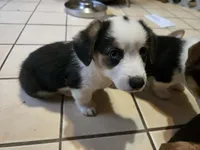 Pembroke Welsh Corgi Puppy 2 of 6, a male Pembroke Welsh Corgi for sale in Woodbridge, VA – 2 of 7