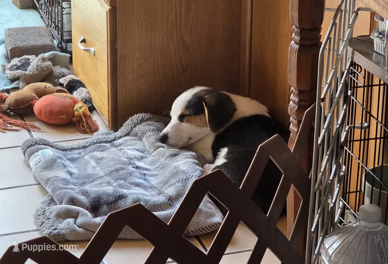 Pembroke Welsh Corgi Puppy 2 of 6 – Pembroke Welsh Corgi puppy for sale in Woodbridge, VA