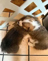 Pembroke Welsh Corgi Puppy 4 of 6, a male Pembroke Welsh Corgi for sale in Woodbridge, VA – 4 of 8