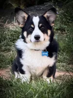 Pembroke Welsh Corgi Puppy 1 of 6, a male Pembroke Welsh Corgi for sale in Woodbridge, VA – 10 of 10