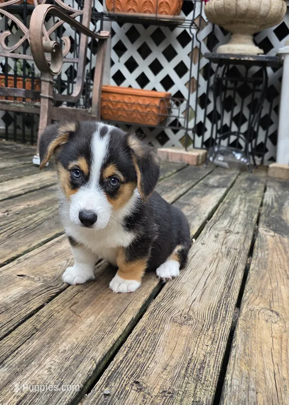 Pembroke Welsh Corgi Puppy 1 of 6 – Pembroke Welsh Corgi puppy for sale in Woodbridge, VA