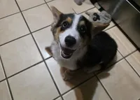 Pembroke Welsh Corgi Puppy 1 of 6, a male Pembroke Welsh Corgi for sale in Woodbridge, VA – 7 of 10