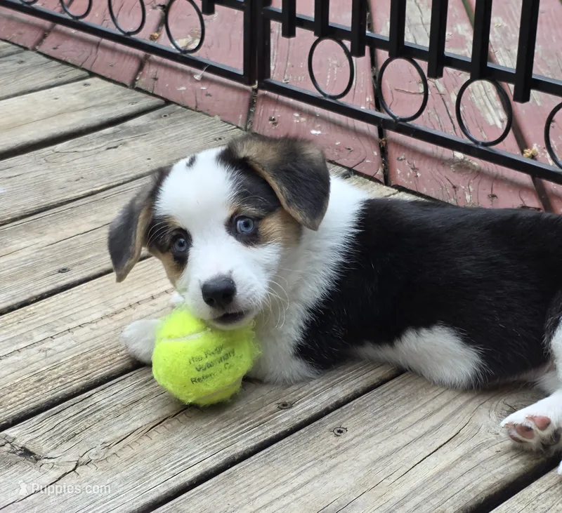 Pembroke Welsh Corgi Puppy 2 of 6 – Pembroke Welsh Corgi puppy for sale in Woodbridge, VA
