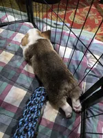 Pembroke Welsh Corgi Puppy 3 of 6, a male Pembroke Welsh Corgi for sale in Woodbridge, VA – 4 of 10