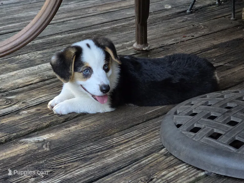 Pembroke Welsh Corgi Puppy 2 of 6 – Pembroke Welsh Corgi puppy for sale in Woodbridge, VA