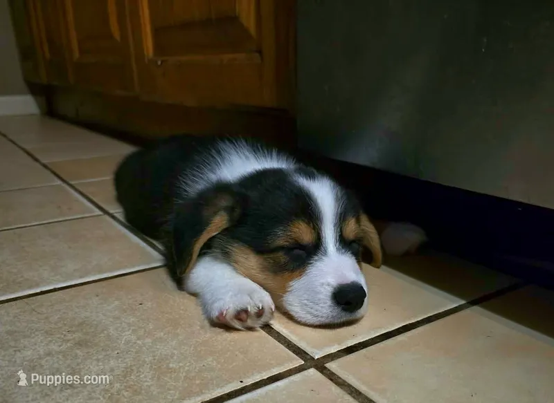 Pembroke Welsh Corgi Puppy 1 of 6 – Pembroke Welsh Corgi puppy for sale in Woodbridge, VA
