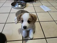Pembroke Welsh Corgi Puppy 3 of 6, a male Pembroke Welsh Corgi for sale in Woodbridge, VA – 3 of 10