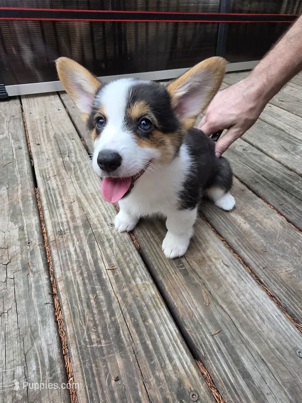 Pembroke Welsh Corgi Puppy 6 of 6 – Pembroke Welsh Corgi puppy for sale in Woodbridge, VA