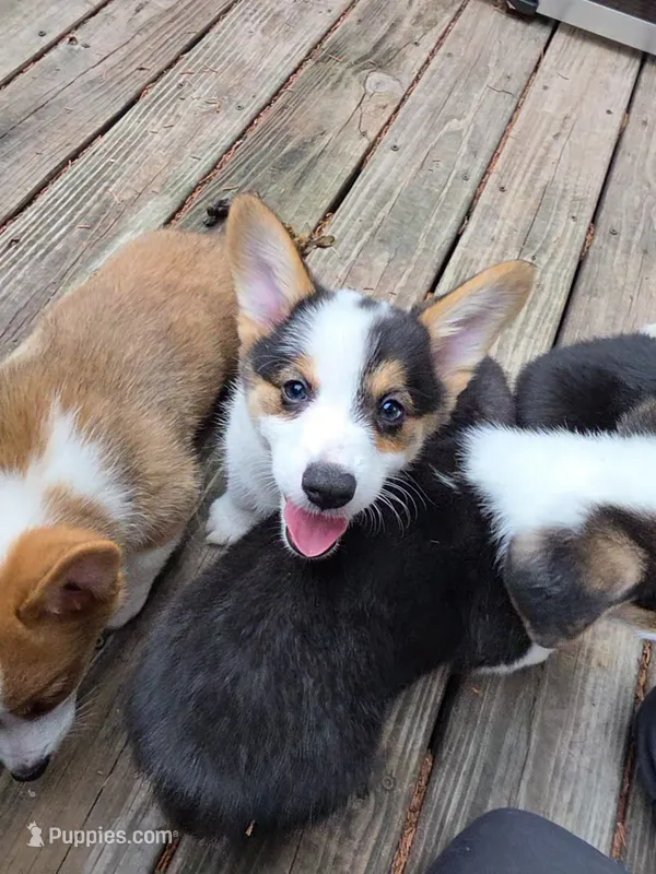 Pembroke Welsh Corgi Puppy 6 of 6 – Pembroke Welsh Corgi puppy for sale in Woodbridge, VA