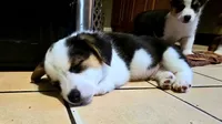 Pembroke Welsh Corgi Puppy 2 of 6, a male Pembroke Welsh Corgi for sale in Woodbridge, VA – 1 of 7