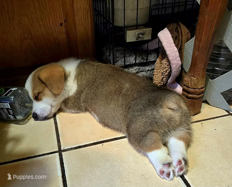 Pembroke Welsh Corgi Puppy 3 of 6 – Pembroke Welsh Corgi puppy for sale in Woodbridge, VA