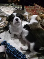 Pembroke Welsh Corgi Puppy 6 of 6, a female Pembroke Welsh Corgi for sale in Woodbridge, VA – 3 of 7