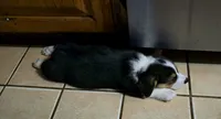 Pembroke Welsh Corgi Puppy 1 of 6, a male Pembroke Welsh Corgi for sale in Woodbridge, VA – 2 of 6
