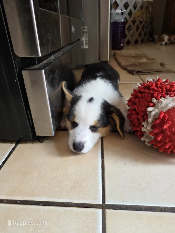 Pembroke Welsh Corgi Puppy 2 of 6 – Pembroke Welsh Corgi puppy for sale in Woodbridge, VA