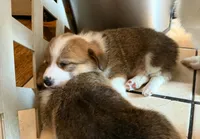 Pembroke Welsh Corgi Puppy 4 of 6, a male Pembroke Welsh Corgi for sale in Woodbridge, VA – 3 of 8
