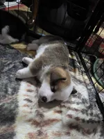Pembroke Welsh Corgi Puppy 3 of 6, a male Pembroke Welsh Corgi for sale in Woodbridge, VA – 5 of 10