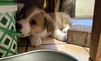 Pembroke Welsh Corgi Puppy 4 of 6, a male Pembroke Welsh Corgi for sale in Woodbridge, VA – 2 of 8
