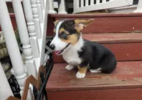Pembroke Welsh Corgi Puppy 1 of 6, a male Pembroke Welsh Corgi for sale in Woodbridge, VA – 2 of 10