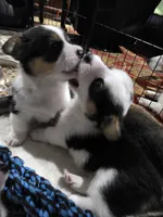 Pembroke Welsh Corgi Puppy 6 of 6, a female Pembroke Welsh Corgi for sale in Woodbridge, VA – 4 of 7