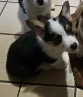 Pembroke Welsh Corgi Puppy 6 of 6, a female Pembroke Welsh Corgi for sale in Woodbridge, VA – 2 of 7