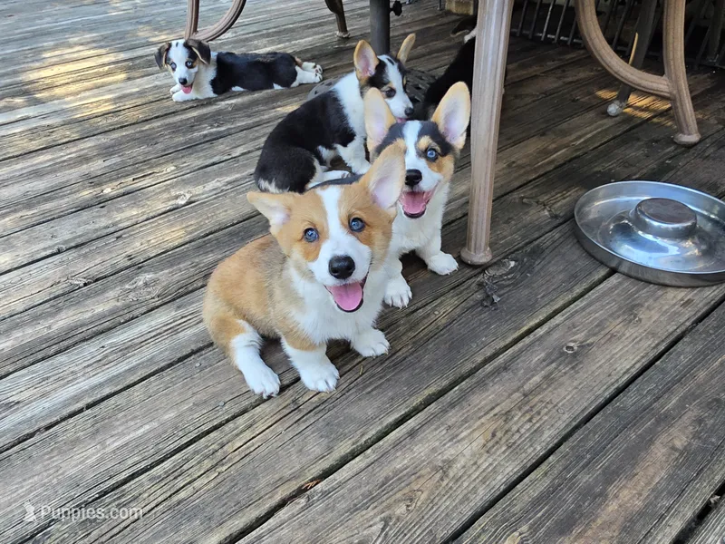 Pembroke Welsh Corgi Puppy 4 of 6 – Pembroke Welsh Corgi puppy for sale in Woodbridge, VA