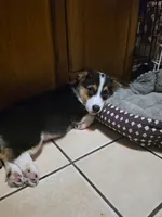 Pembroke Welsh Corgi Puppy 1 of 6, a male Pembroke Welsh Corgi for sale in Woodbridge, VA – 1 of 10