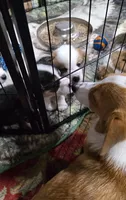 Pembroke Welsh Corgi Puppy 5 of 6, a female Pembroke Welsh Corgi for sale in Woodbridge, VA – 4 of 8