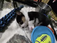 Pembroke Welsh Corgi Puppy 5 of 6, a female Pembroke Welsh Corgi for sale in Woodbridge, VA – 3 of 8