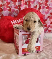 Valentine, a female Poodle - Standard  for sale in Shelbyville, IN – Photo 4 of 5