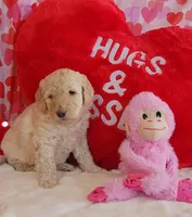 Valentine, a female Poodle - Standard  for sale in Shelbyville, IN – Photo 2 of 5