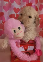 Valentine, a female Poodle - Standard  for sale in Shelbyville, IN – Photo 3 of 5