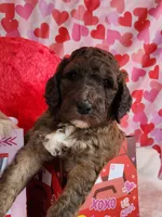 Valentino , a male Poodle - Standard  for sale in Shelbyville, IN – Photo 2 of 4
