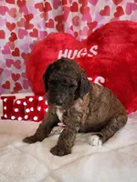 Valentino , a male Poodle - Standard  for sale in Shelbyville, IN – Photo 3 of 4