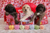 Valentine, a female Poodle - Standard  for sale in Shelbyville, IN – Photo 5 of 5