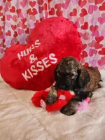 Romeo, a male Poodle - Standard  for sale in Shelbyville, IN – Photo 5 of 6