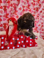 Romeo, a male Poodle - Standard  for sale in Shelbyville, IN – Photo 4 of 6