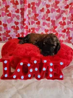 Romeo, a male Poodle - Standard  for sale in Shelbyville, IN – Photo 2 of 6