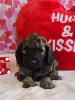 Romeo, a male Poodle - Standard  for sale in Shelbyville, IN – Photo 1 of 6